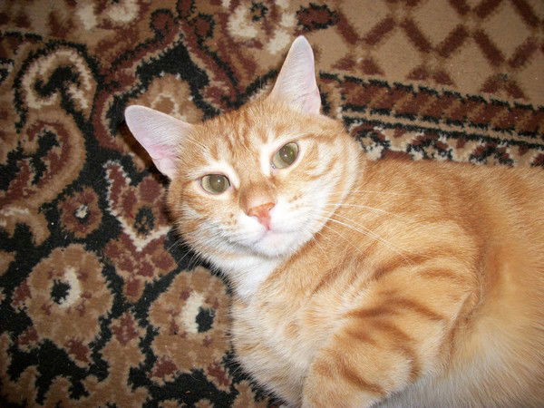 Александр Панаев