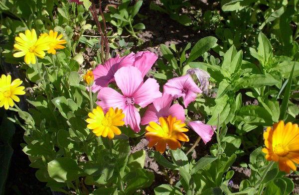 Дима Никифоров