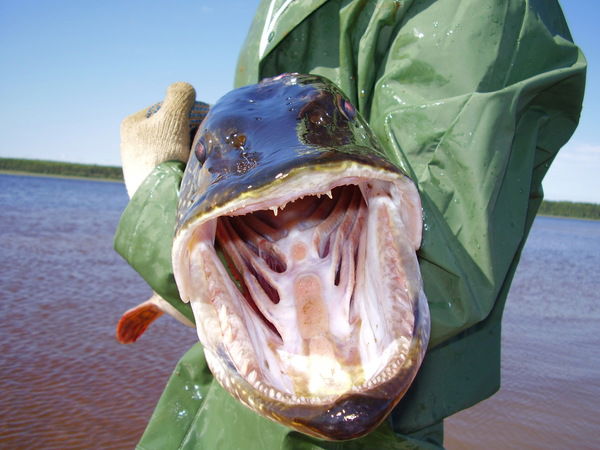 Сергей Дегтярёв