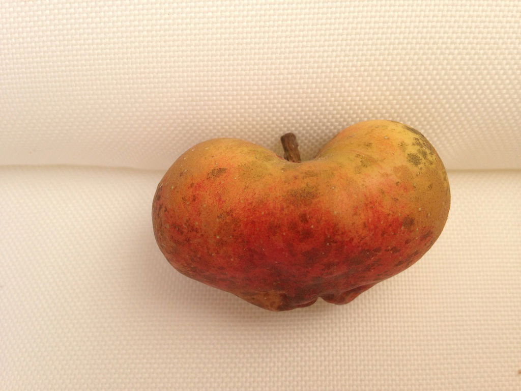 Анастасия Абакумова