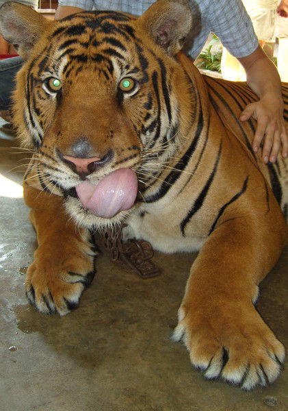 Тимур Зиберев