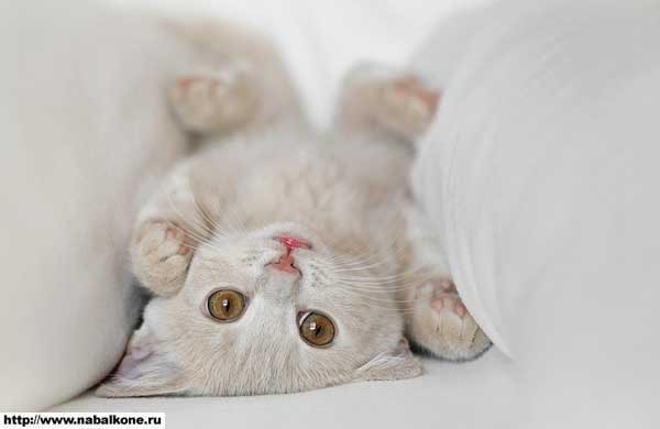 Валентина Ларина