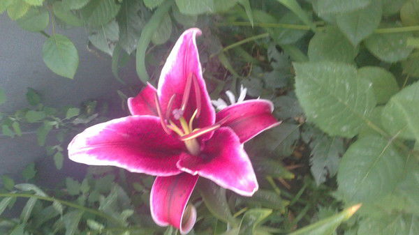 Люда Гутарева