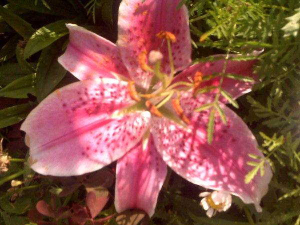 Елена Неустроева