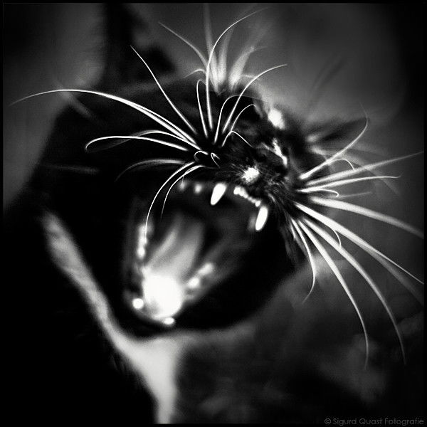 Борисов Игорь