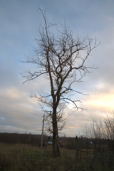 Саксаул Аксакалов