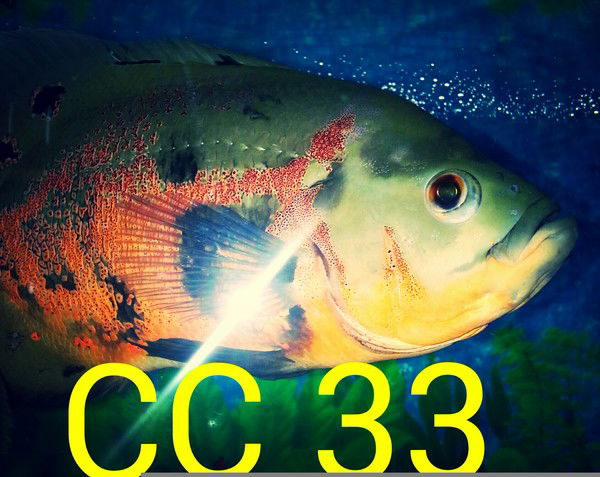 Суши Сет Первик