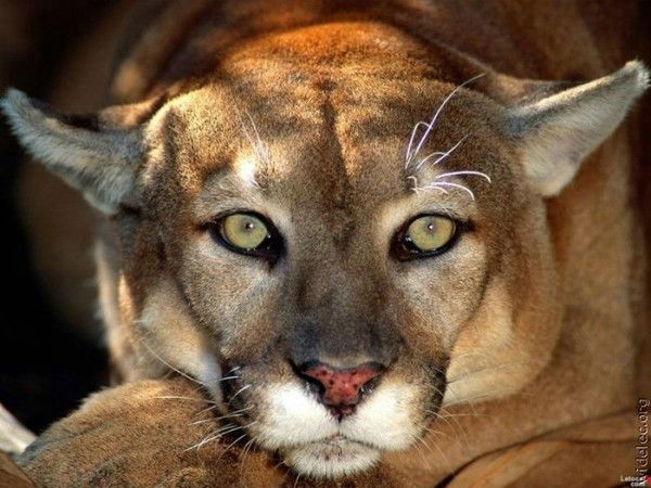 Ольга Волкова