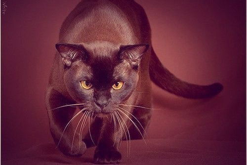 Ирина Луконина