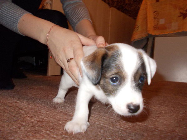 Александр Макущенко