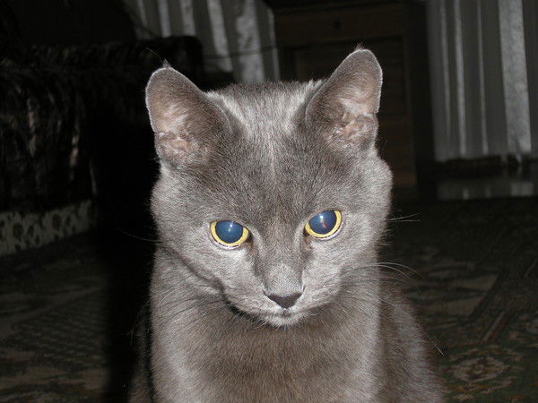 Лариса Войсковая