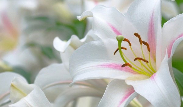 Оксана Ковалішина