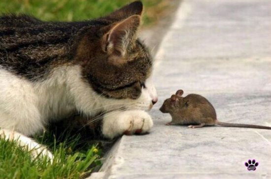 Светлана Колкушева