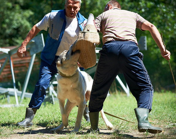 Александр. Зыков