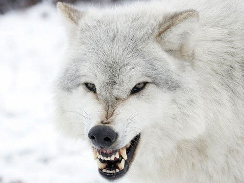 Александр Викторович