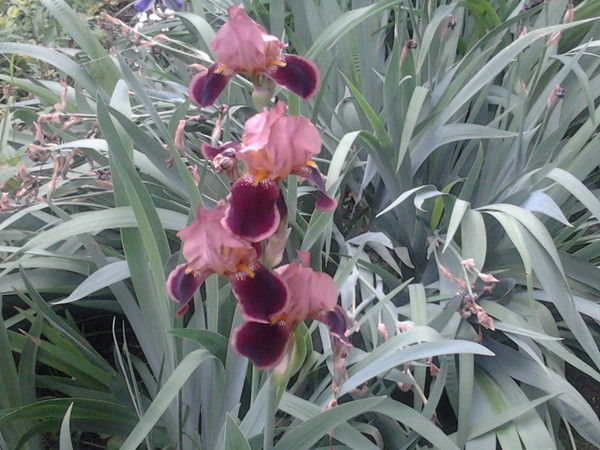 Лидия Мамонтова