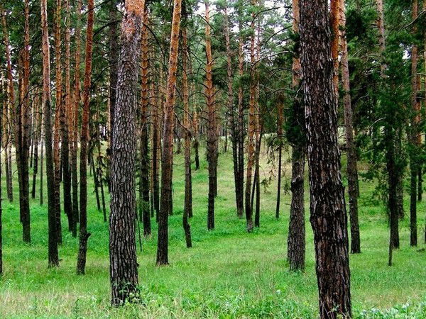 Бухгалтерия Умо Гумвд Украины В Дон.обл. .