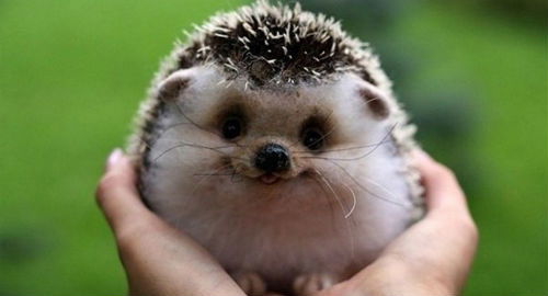 Марат Аббасов