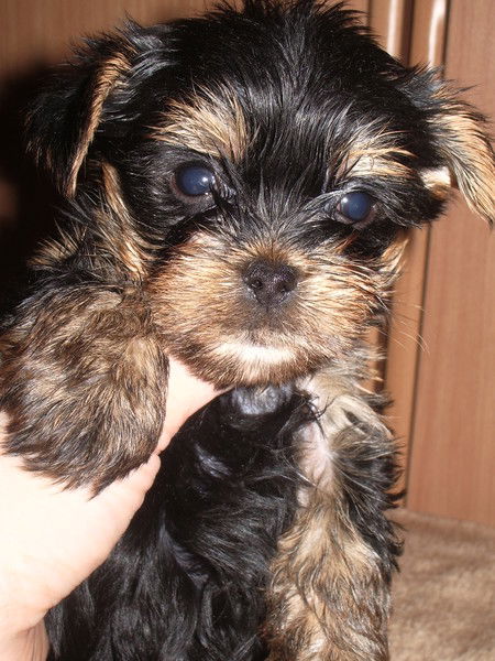 Анастасия Зенкова