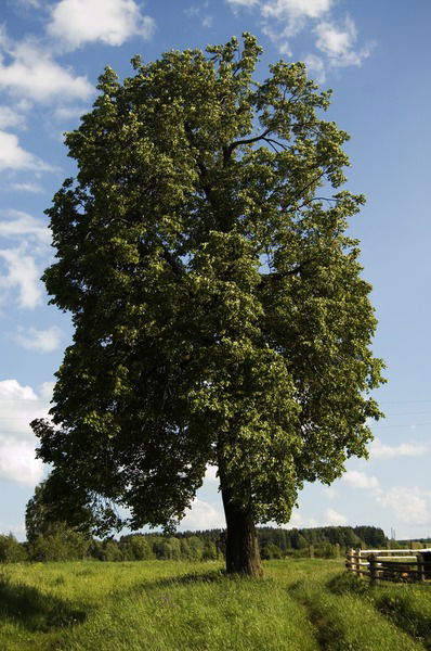 Антон Пугин