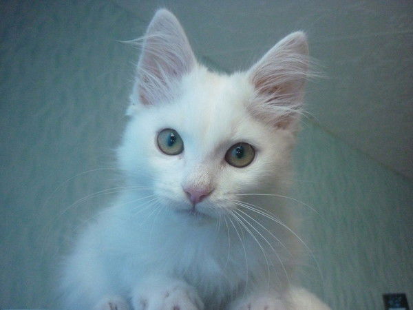 Алексей Иванов