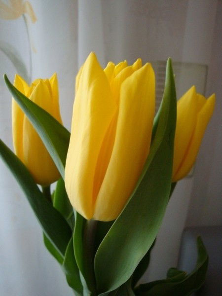 Галина Пухальская