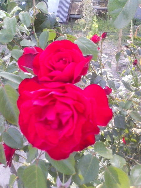 Ангелина Яковенко