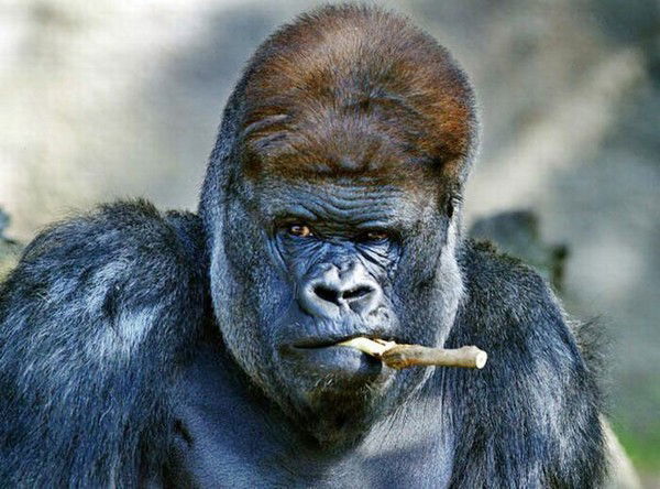 Степан Кокоза