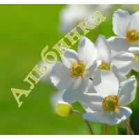 Альбина Сламинская (Аюпова)