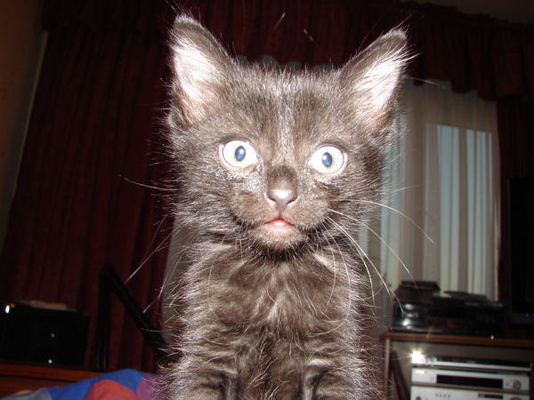 Александр Белявский