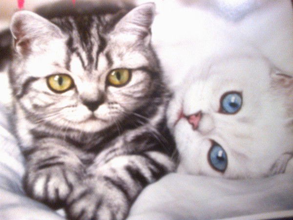 Оксана Солонено