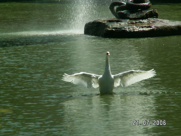 Елена Русакова