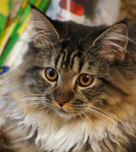 Светлана Нефедова