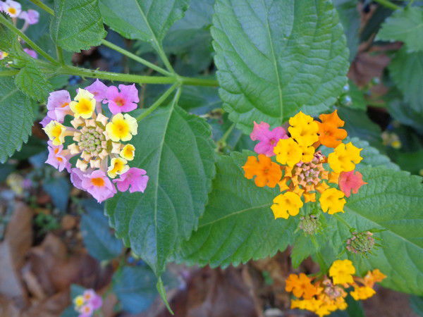 Галина Голендухина