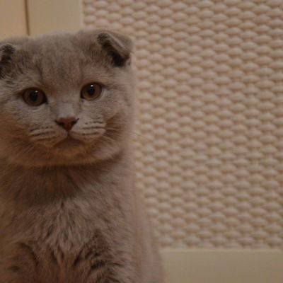 Даниил Головин