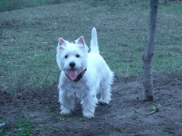 Светлана Левшня