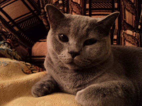 Даниил Джонсон