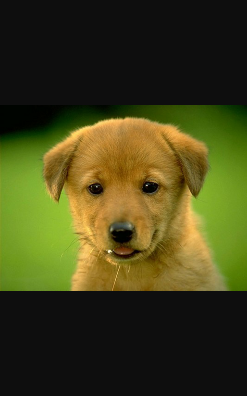 Дефочка Калючка