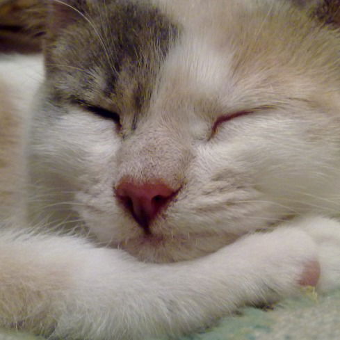 Катя Назаренко