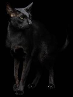 Марсель Сайфуллин