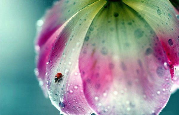 Надежда Елизарова