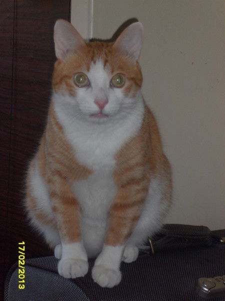 Наталия Тонковид