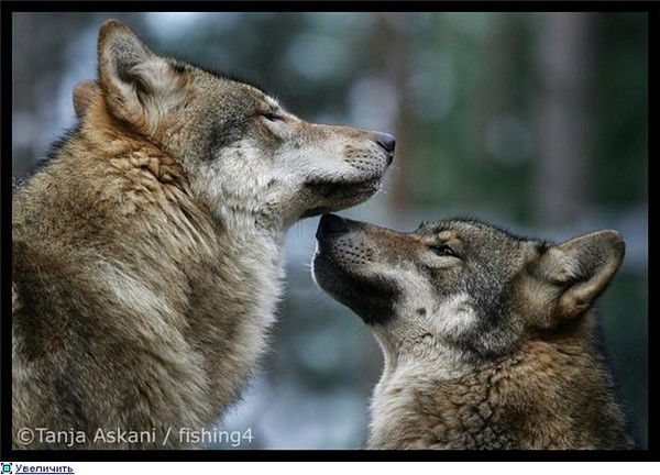 Оксана Анастасьева