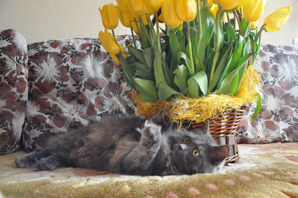 Ольга Дмитриева