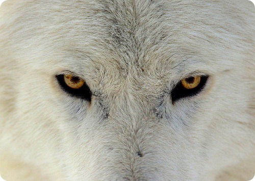 Дмитрий Кравченко