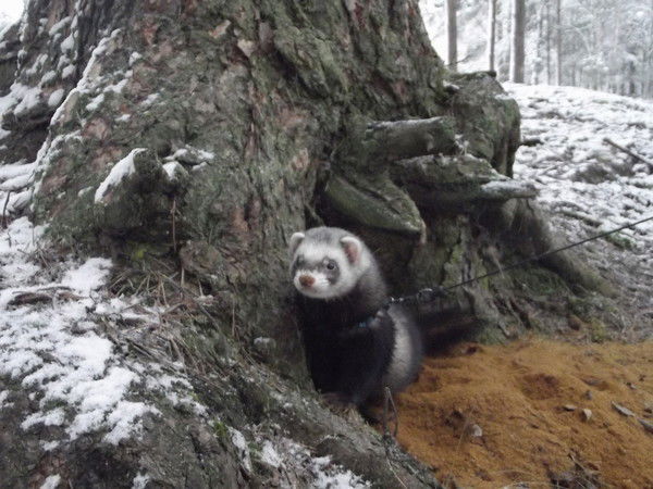 Александр Елохин