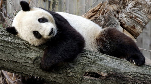 Андрей Сёмкин