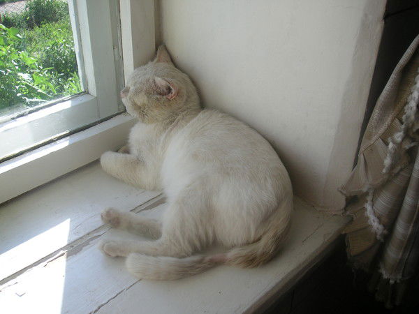 Степан Степаныч