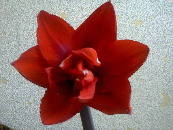 Анжелла Качурина