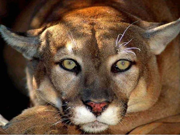 Александр Russian